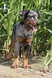 BEAUCERON - PUPPIES 011